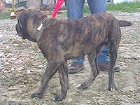 cane corso brindle